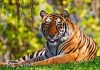 Wildlife