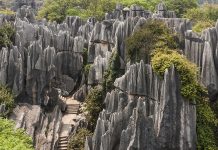 Stone Forest